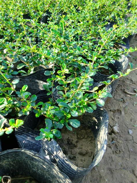 福建茶風水|【福建茶風水】福建茶風水助運招財？揭密家養福建茶風水宜忌